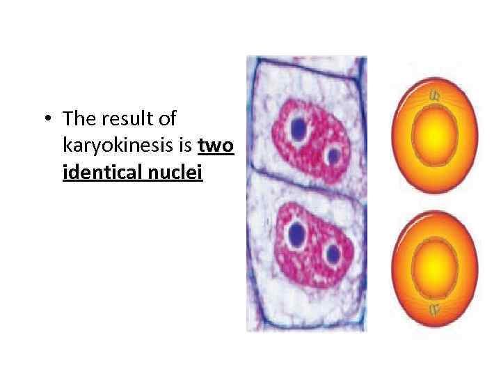  • The result of karyokinesis is two identical nuclei 