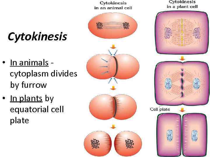 Cytokinesis • In animals cytoplasm divides by furrow • In plants by equatorial cell