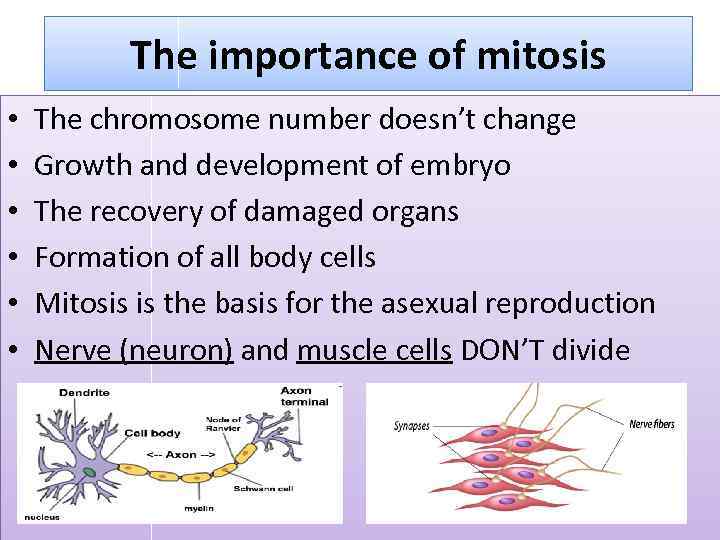 The importance of mitosis • • • The chromosome number doesn’t change Growth and