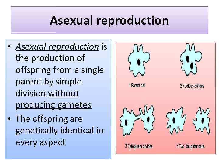 Asexual reproduction • Asexual reproduction is the production of offspring from a single parent