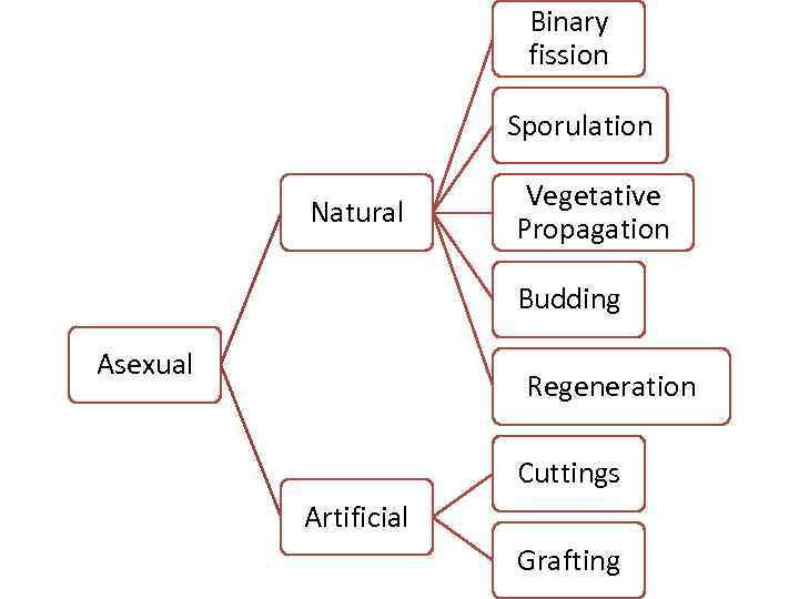 Binary fission Sporulation Natural Vegetative Propagation Budding Asexual Regeneration Cuttings Artificial Grafting 