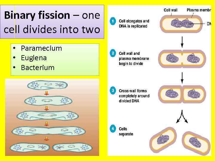 Binary fission – one cell divides into two • Paramecium • Euglena • Bacterium