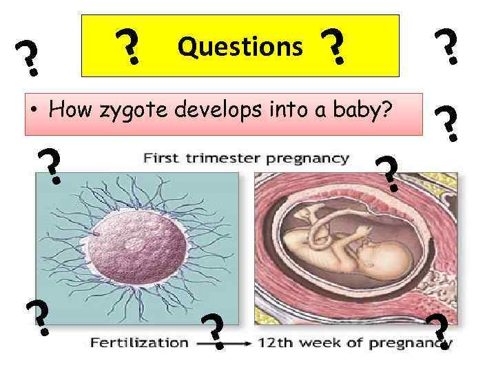 ? ? Questions ? • How zygote develops into a baby? ? 