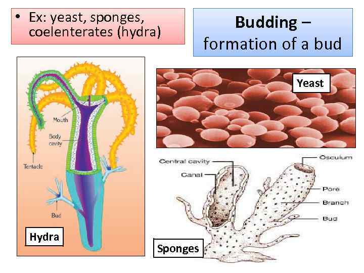 • Ex: yeast, sponges, coelenterates (hydra) Budding – formation of a bud Yeast
