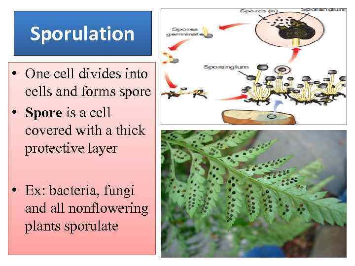 Sporulation • One cell divides into cells and forms spore • Spore is a