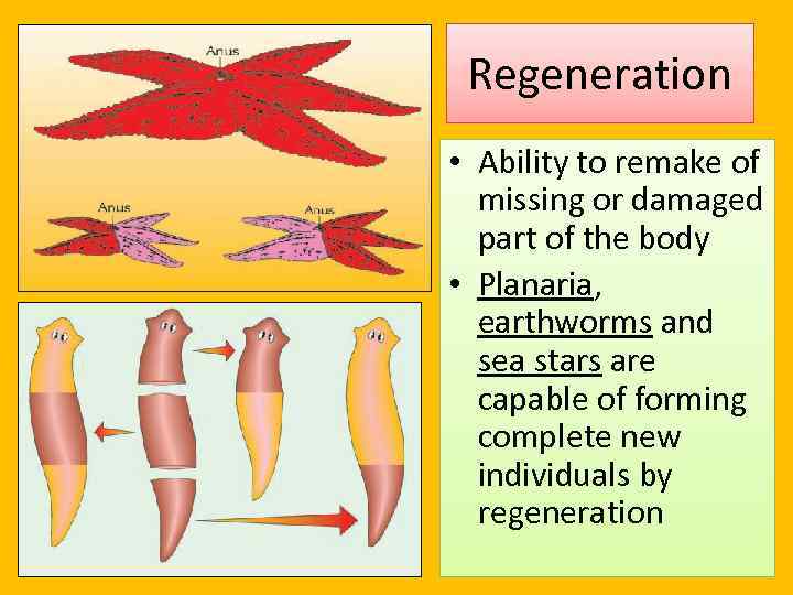 Regeneration • Ability to remake of missing or damaged part of the body •