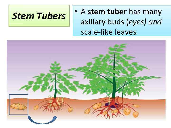 Stem Tubers • A stem tuber has many axillary buds (eyes) and scale-like leaves