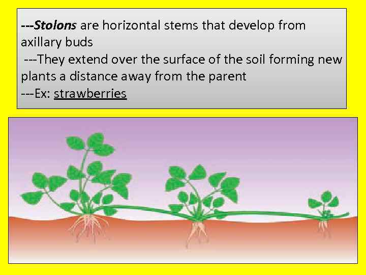 ---Stolons are horizontal stems that develop from axillary buds ---They extend over the surface
