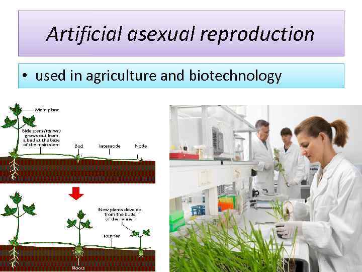Artificial asexual reproduction • used in agriculture and biotechnology 