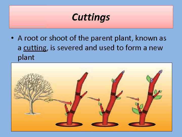 Cuttings • A root or shoot of the parent plant, known as a cutting,