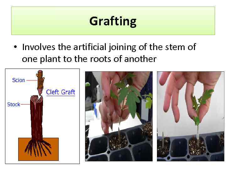 Grafting • Involves the artificial joining of the stem of one plant to the