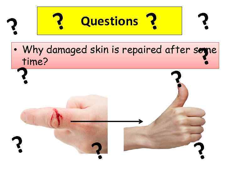 ? ? Questions ? ? ? • Why damaged skin is repaired after some