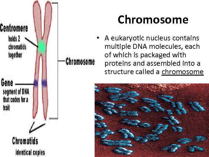 Chromosome • A eukaryotic nucleus contains multiple DNA molecules, each of which is packaged