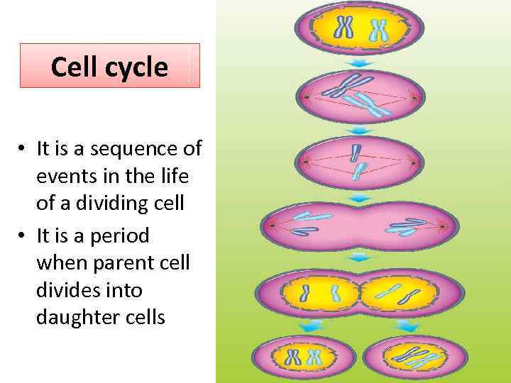 Cell cycle • It is a sequence of events in the life of a