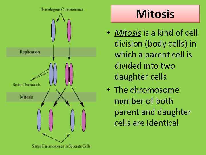 Mitosis • Mitosis is a kind of cell division (body cells) in which a