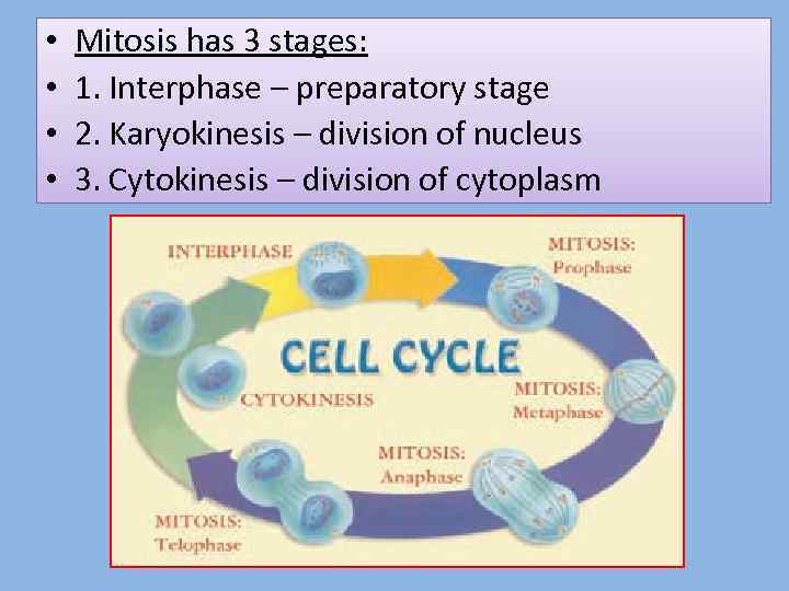  • • Mitosis has 3 stages: 1. Interphase – preparatory stage 2. Karyokinesis
