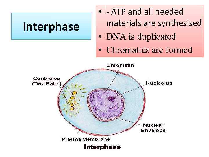 Interphase • - ATP and all needed materials are synthesised • DNA is duplicated