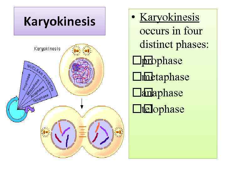 Karyokinesis • Karyokinesis occurs in four distinct phases: prophase metaphase anaphase telophase 