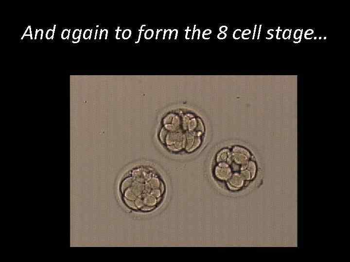 And again to form the 8 cell stage… 