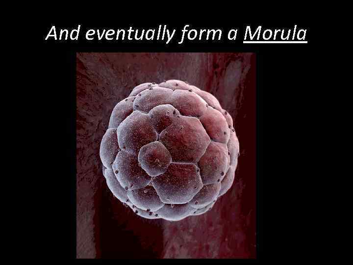 And eventually form a Morula 