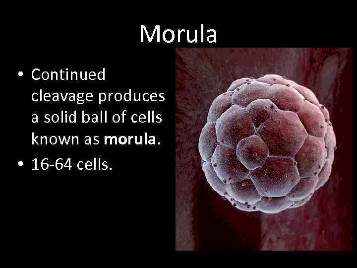 Morula • Continued cleavage produces a solid ball of cells known as morula. •