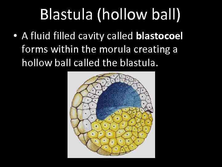 Blastula (hollow ball) • A fluid filled cavity called blastocoel forms within the morula