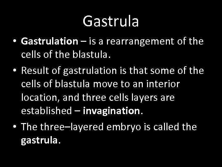 Gastrula • Gastrulation – is a rearrangement of the cells of the blastula. •