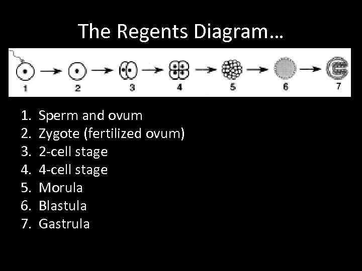 The Regents Diagram… 1. 2. 3. 4. 5. 6. 7. Sperm and ovum Zygote