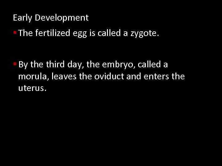 Early Development § The fertilized egg is called a zygote. § By the third