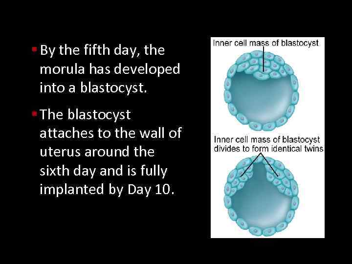 § By the fifth day, the morula has developed into a blastocyst. § The