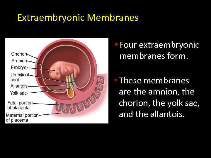 Extraembryonic Membranes § Four extraembryonic membranes form. § These membranes are the amnion, the