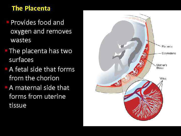 The Placenta § Provides food and oxygen and removes wastes § The placenta has