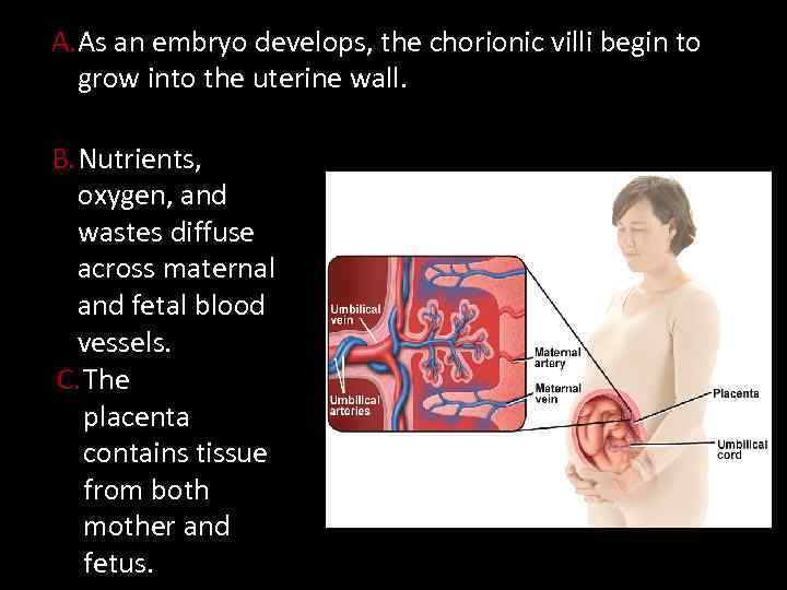 A. As an embryo develops, the chorionic villi begin to grow into the uterine