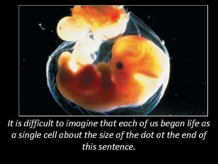 It is difficult to imagine that each of us began life as a single