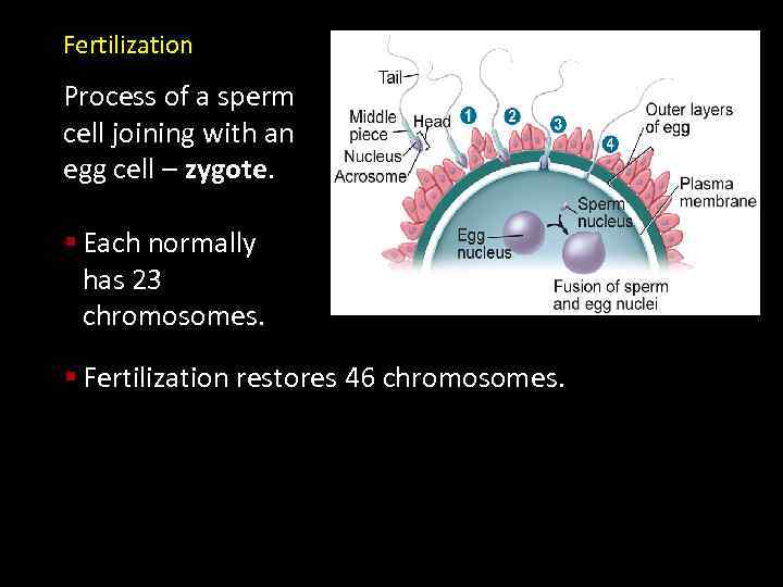 Fertilization Process of a sperm cell joining with an egg cell – zygote. §