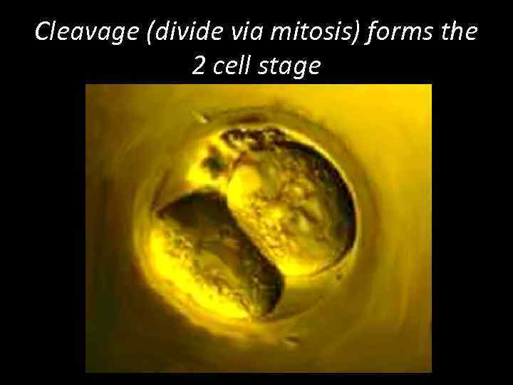 Cleavage (divide via mitosis) forms the 2 cell stage 