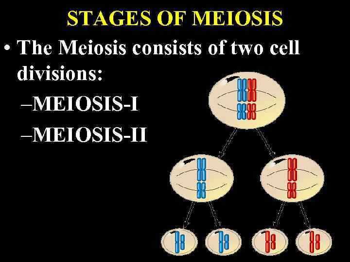 STAGES OF MEIOSIS • The Meiosis consists of two cell divisions: –MEIOSIS-II 