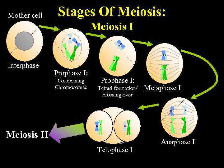 Mother cell Stages Of Meiosis: Meiosis I Interphase Prophase I: Condensing Chromosomes Prophase I:
