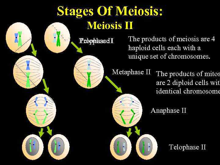 Stages Of Meiosis: Meiosis II Prophase I Telophase. II The products of meiosis are
