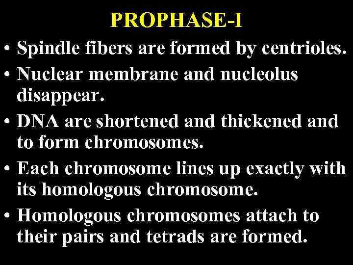 PROPHASE-I • Spindle fibers are formed by centrioles. • Nuclear membrane and nucleolus disappear.