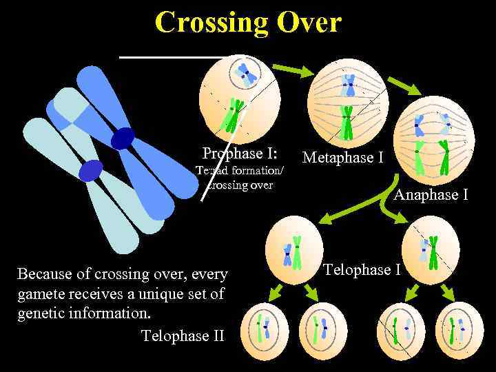 Crossing Over Prophase I: Tetrad formation/ crossing over Because of crossing over, every gamete