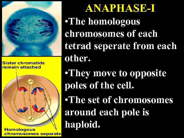 ANAPHASE-I • The homologous chromosomes of each tetrad seperate from each other. • They