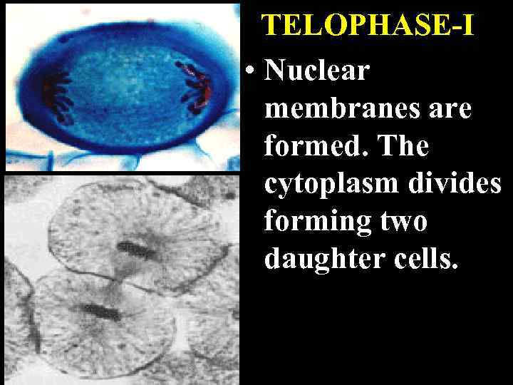 TELOPHASE-I • Nuclear membranes are formed. The cytoplasm divides forming two daughter cells. 