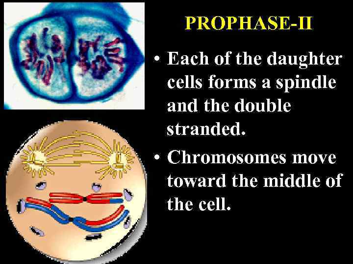 PROPHASE-II • Each of the daughter cells forms a spindle and the double stranded.
