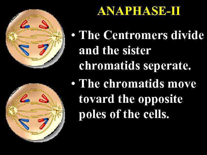 ANAPHASE-II • The Centromers divide and the sister chromatids seperate. • The chromatids move
