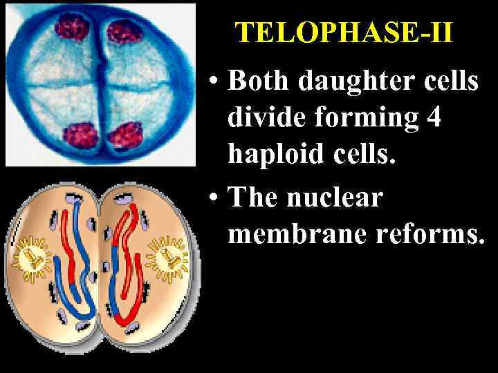 TELOPHASE-II • Both daughter cells divide forming 4 haploid cells. • The nuclear membrane
