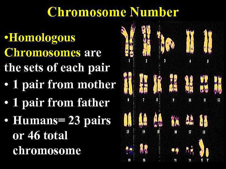 Chromosome Number • Homologous Chromosomes are the sets of each pair • 1 pair
