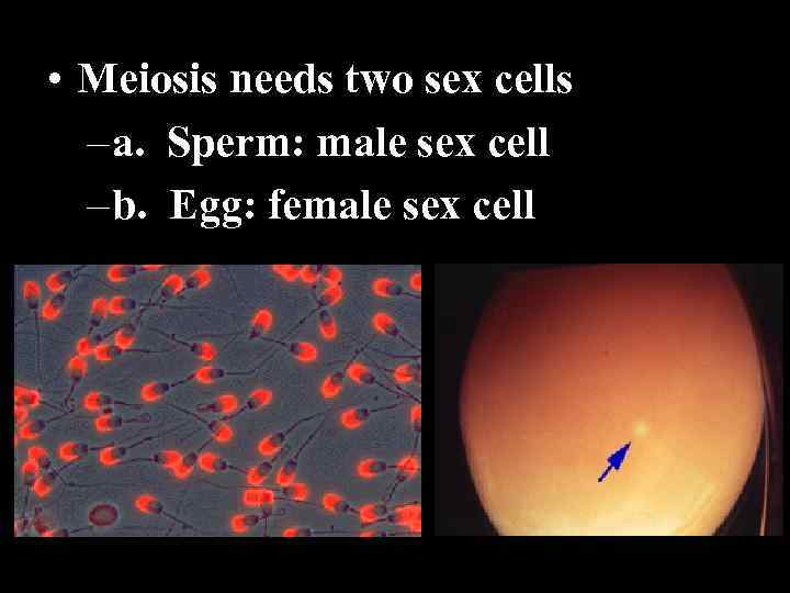  • Meiosis needs two sex cells – a. Sperm: male sex cell –