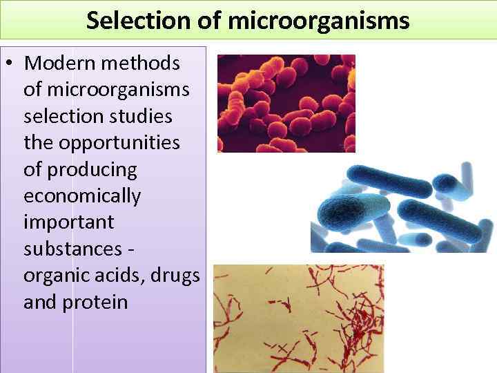 Selection of microorganisms • Modern methods of microorganisms selection studies the opportunities of producing