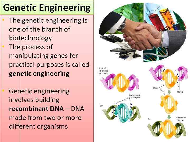 Genetic Engineering • The genetic engineering is one of the branch of biotechnology •